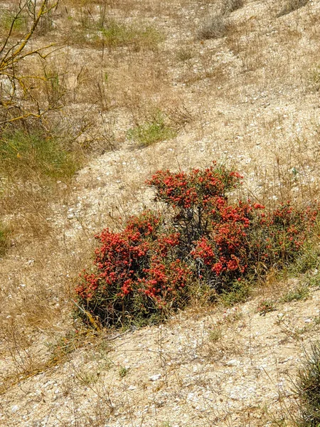 Parque Nacional Absheron Criado Para Preservar Gazelas Focas Cáspio Aves — Fotografia de Stock