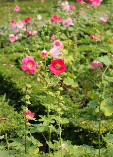 Una rosa de color rosa orquídea de Sharon florece en el jardín —  Fotos de Stock