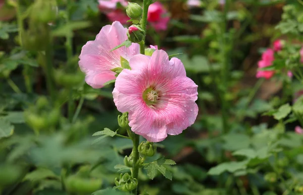 Una rosa de color rosa orquídea de Sharon florece en el jardín — Foto de Stock