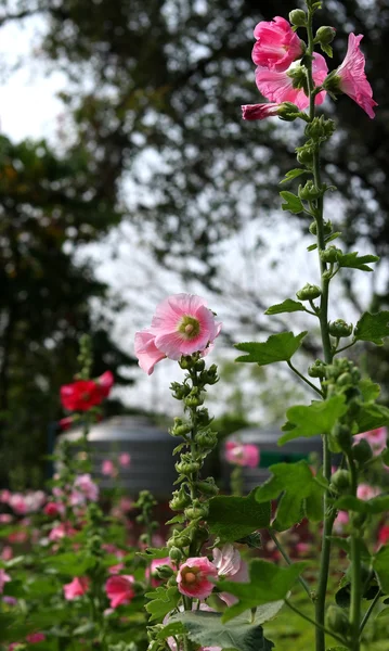 Una Rosa di colore rosa-orchidea di fiore di Sharon fiorisce nel giardino — Foto Stock