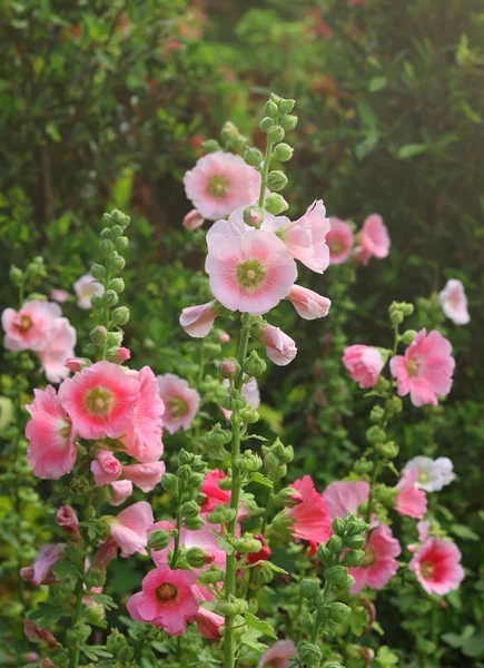 Una Rosa di colore rosa-orchidea di fiore di Sharon fiorisce nel giardino — Foto Stock