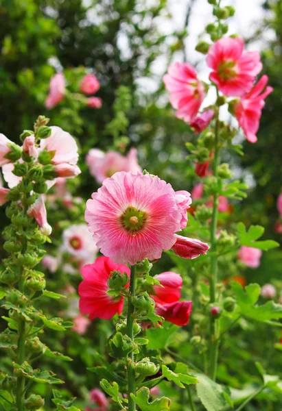 В саду цветет цветок розы Шарона розового цвета. — стоковое фото