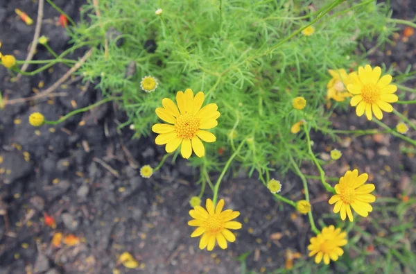 Gula blommor i trädgården — Stockfoto