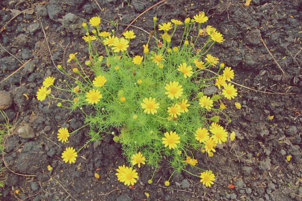 Yellow flowers in garden — Stock Photo, Image