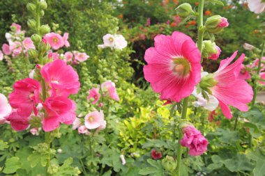 Bir orkide pembe renkli Rose of Sharon çiçek çiçek