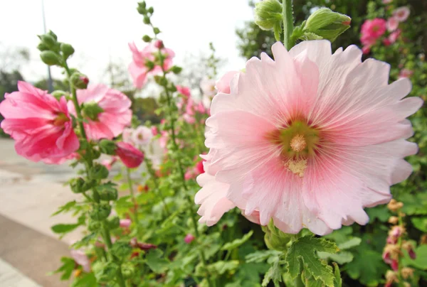 Una Rosa di colore rosa-orchidea di fiore di Sharon fiorisce — Foto Stock