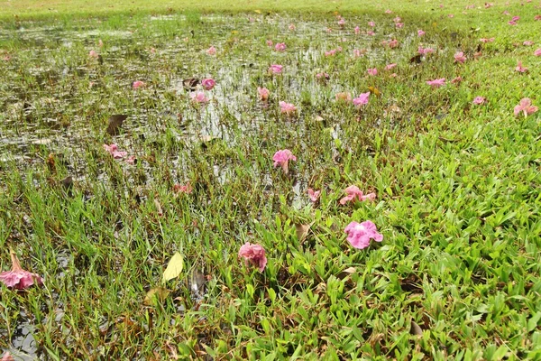 Flores secas no gramado — Fotografia de Stock