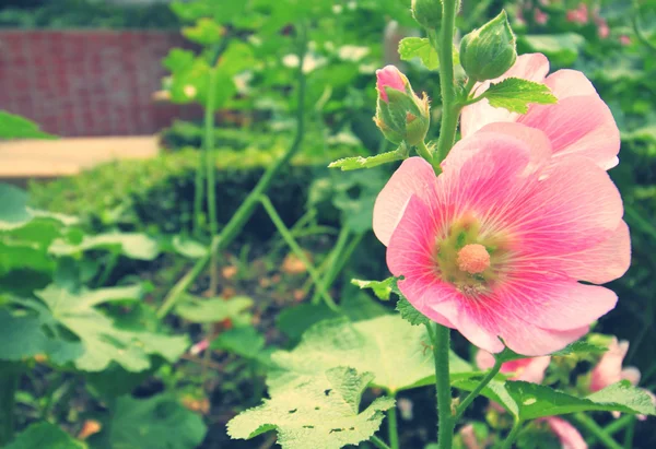Цветет орхидео-розовый цветок розы Шарон — стоковое фото