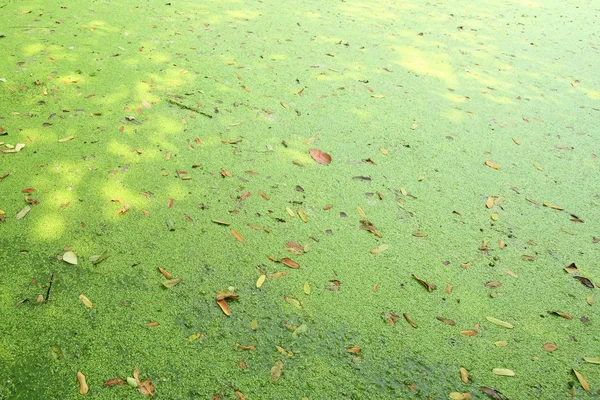 水に覆われた藻 — ストック写真