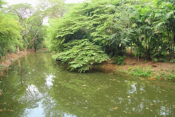 Rivière dans la forêt — Photo