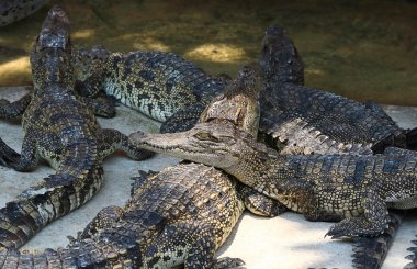 Timsahlar Timsah çiftliği'nde dinlenme