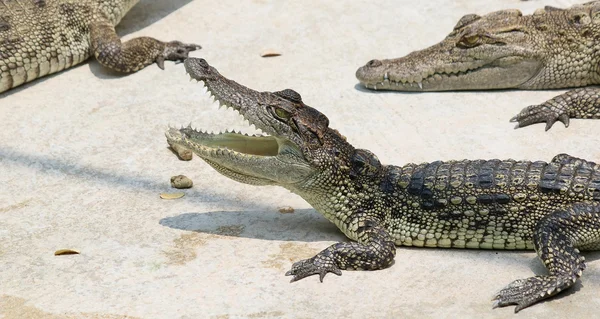 Krokodiler vilar på Crocodile Farm — Stockfoto