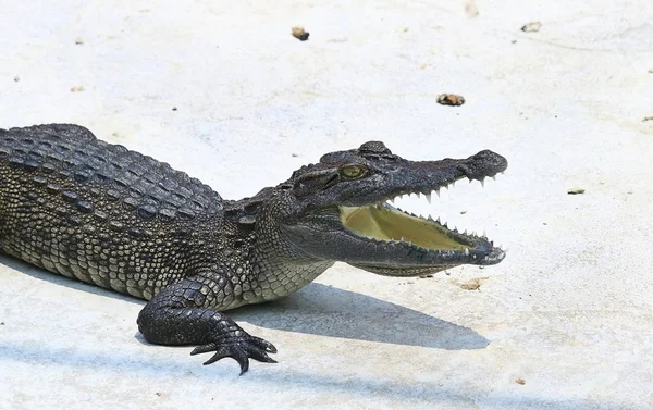 Crocodilos descansando na fazenda de crocodilos — Fotografia de Stock