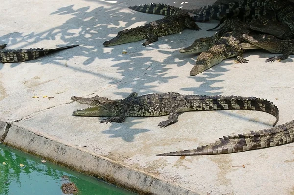 Crocodilos descansando na fazenda de crocodilos — Fotografia de Stock