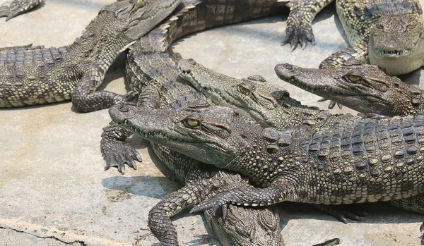 Crocodilos descansando na fazenda de crocodilos — Fotografia de Stock