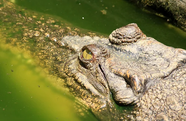 Crocodilos descansando na fazenda de crocodilos — Fotografia de Stock