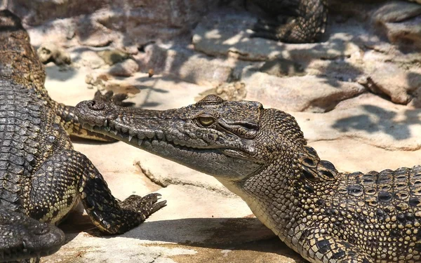 Krokodile ruhen auf Krokodilfarm — Stockfoto