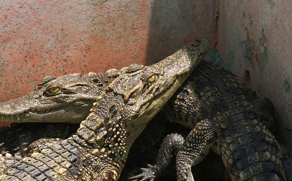 Krokodile ruhen auf Krokodilfarm — Stockfoto