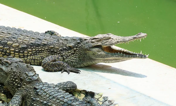 Krokodilok pihenő krokodil Farm — Stock Fotó