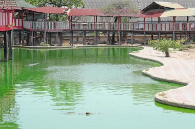 Timsahlar için çiftlikte gölet