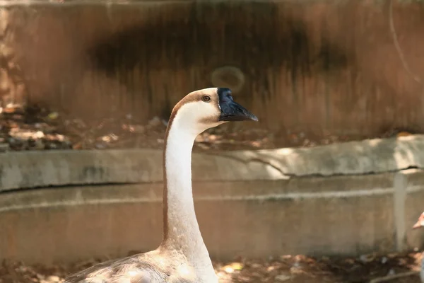 Domestic geese graze on traditional village goose farm — Stock Photo, Image