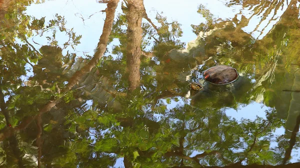 Reflet de la nature verte dans les vagues d'eau propre. Contexte — Photo