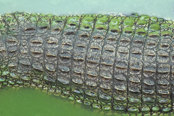Textur der Krokodilalligatorhaut — Stockfoto