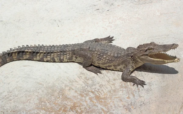 Krokodile aus nächster Nähe in Thailand — Stockfoto