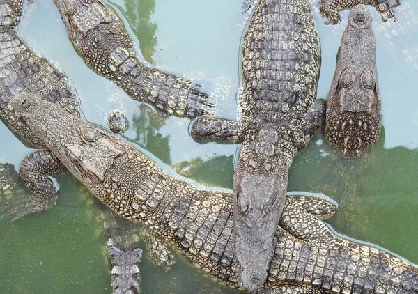 Krokodiler på nära håll i thailand — Stockfoto