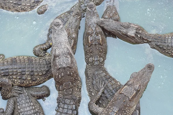 Crocodilos de perto na Tailândia — Fotografia de Stock