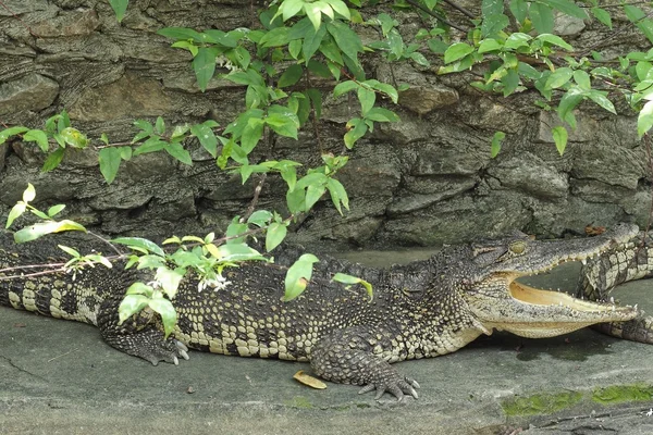 Krokodýli zblízka v Thajsku — Stock fotografie