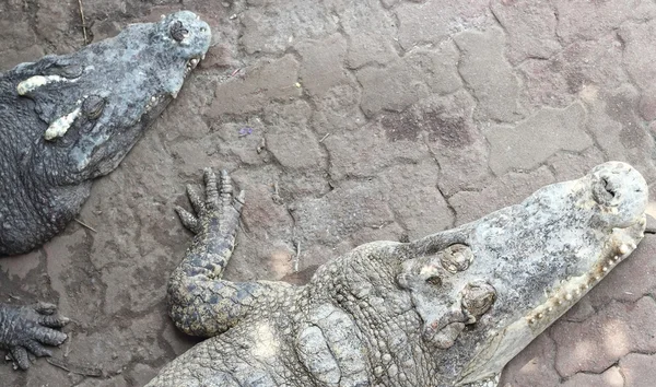 Krokodile aus nächster Nähe in Thailand — Stockfoto