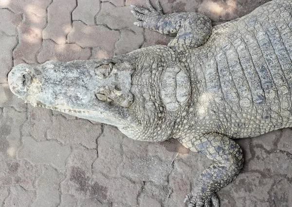 Crocodilos de perto na Tailândia — Fotografia de Stock