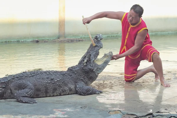 Show de crocodilo, Tailândia — Fotografia de Stock