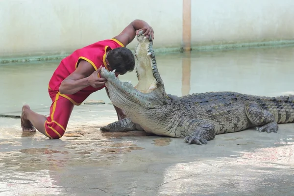 Krokodilshow, Thailand — Stockfoto