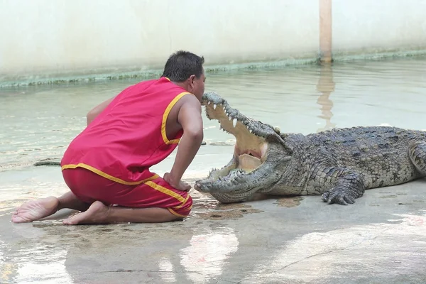 Krokodilshow, Thailand — Stockfoto