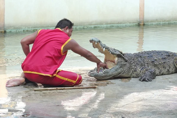 Krokodilshow, Thailand — Stockfoto