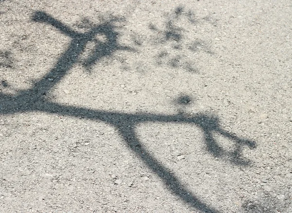 Skuggan av bladen på en asfalt road konsistens — Stockfoto
