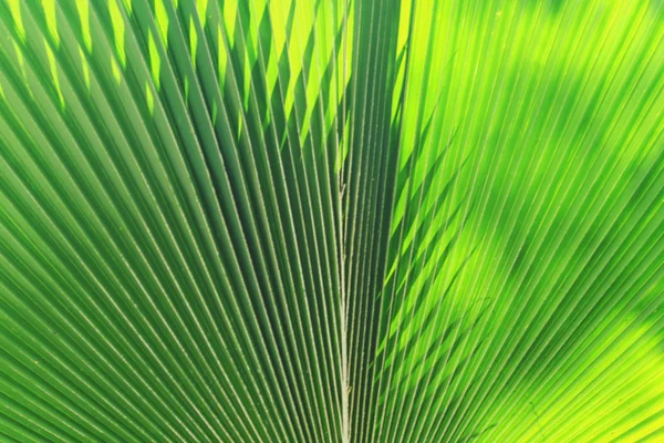 Vervagen van zon schijnt door een stralende groene blad — Stockfoto