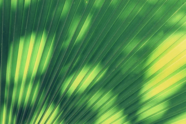 태양 발광 녹색 잎을 통해 빛나는의 흐림 — 스톡 사진
