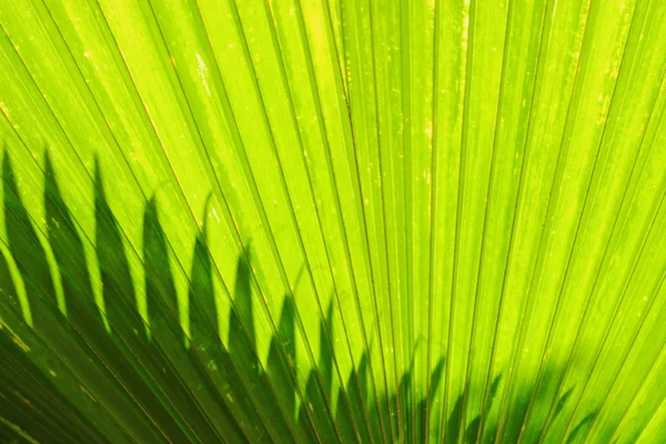 Vervagen van zon schijnt door een stralende groene blad — Stockfoto