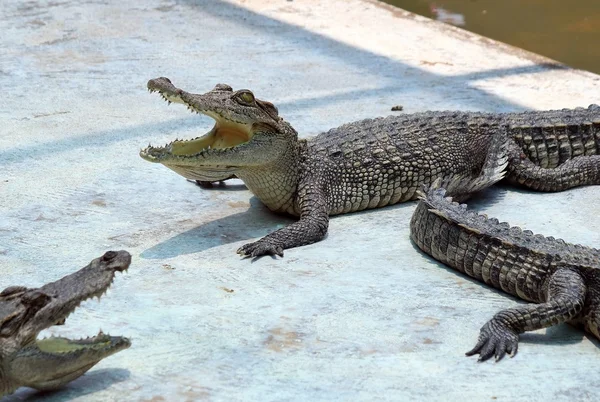 Крокодилы отдыхают на крокодиловой ферме в Таиланде — стоковое фото