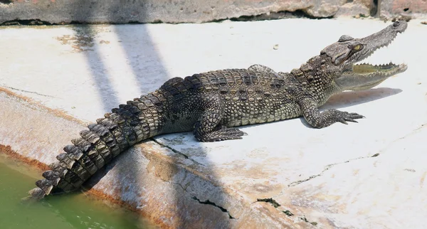 Krokodile ruhen auf Krokodilfarm in Thailand — Stockfoto