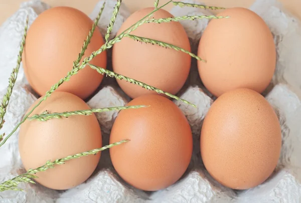 Свежие куриные яйца — стоковое фото
