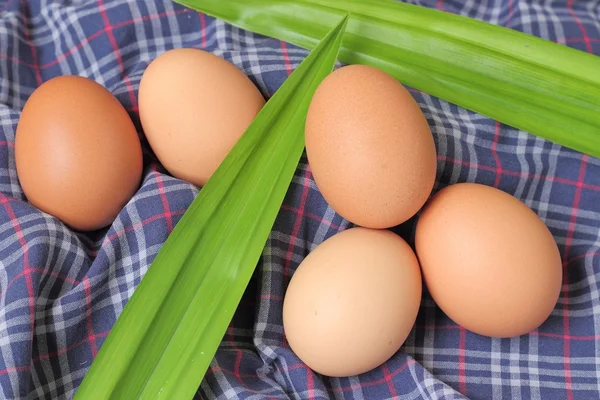 Свежие куриные яйца в лотке, мягкий фокус — стоковое фото