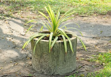 Chlorophytum comosum yeşil yaprakları. (örümcek bitki )