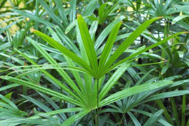 Bahçe (Livistona Rotundifolia) palmiye ağacının yaprak