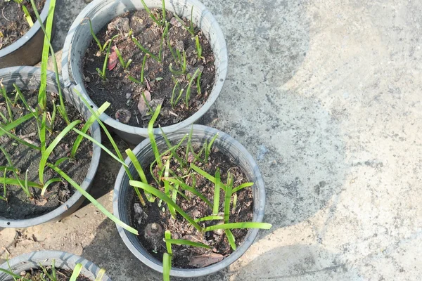 Green grass in pots — Stock Photo, Image