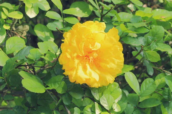 Flor amarilla en árbol —  Fotos de Stock