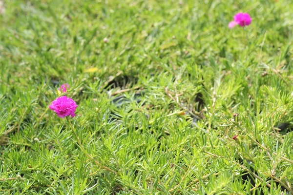 Portulaca oleracea en maceta — Foto de Stock